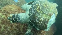 Contaminación marina amenaza a tortugas en Acapulco