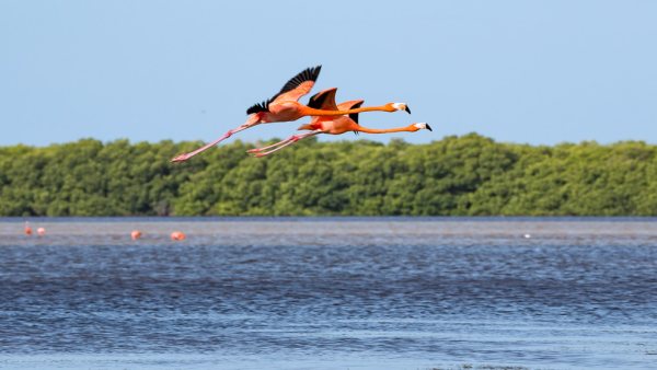 17% de las aves en México enfrentan alta vulnerabilidad, alerta UNAM